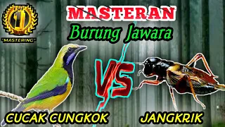 cucak cungkok vs jangkrik