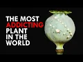 Download Lagu This Plant Is Dangerously Addictive