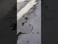 Red Tide today in Treasure Island