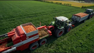 how russian farmers harvest millions of tons of carrots agricultural documentary