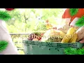 Rosauers Curbside Pickup Grocery Delivery - Christmas 2019