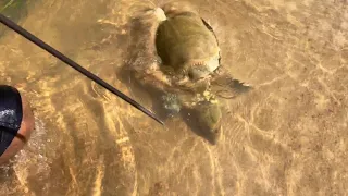 alat tradisional pendeteksi keberadaan bulus dibalik lumpur dan pasir