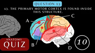 Neuroanatomy Quiz Anatomy and Physiology of the Cerebrum Brainquiz
