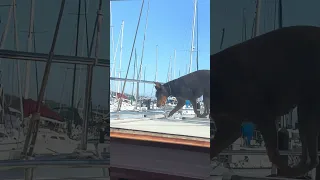 Security detail  #fyp #dream #vlog #doberman #pets