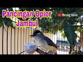 Opior Jambul Gacor Ngeplong Bikin Lawan Nyaut Ikut Bongkar Isian
