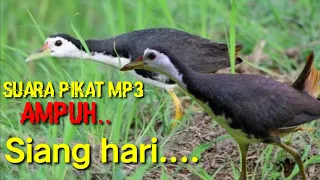 Download suara pikat ruak-ruak siang hari ampuh... MP3