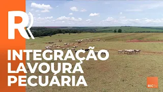 Eficiência da integração lavoura pecuária