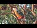 Download Lagu SUARA ASLI (ANIS MATAHARI /PUNGLOR MATAHARI/PAOK PANCAWARNA ) BURUNG PEMALU TERNYATA MERDU