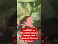 Download Lagu 🔴Supir Siba Surya Ngeban Di Tabrak Dari Belakang Meninggal Dunia