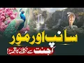 Download Lagu Sanp Aur Mor Ko Jannat Se Kyun Nikala Gaya | Mor Aur Sanp Ka Anjam | Islamic Stories | MuslimMatters