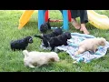 Cockapoo Puppies For Sale