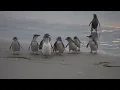 Little Blue Penguins coming in from the sea
