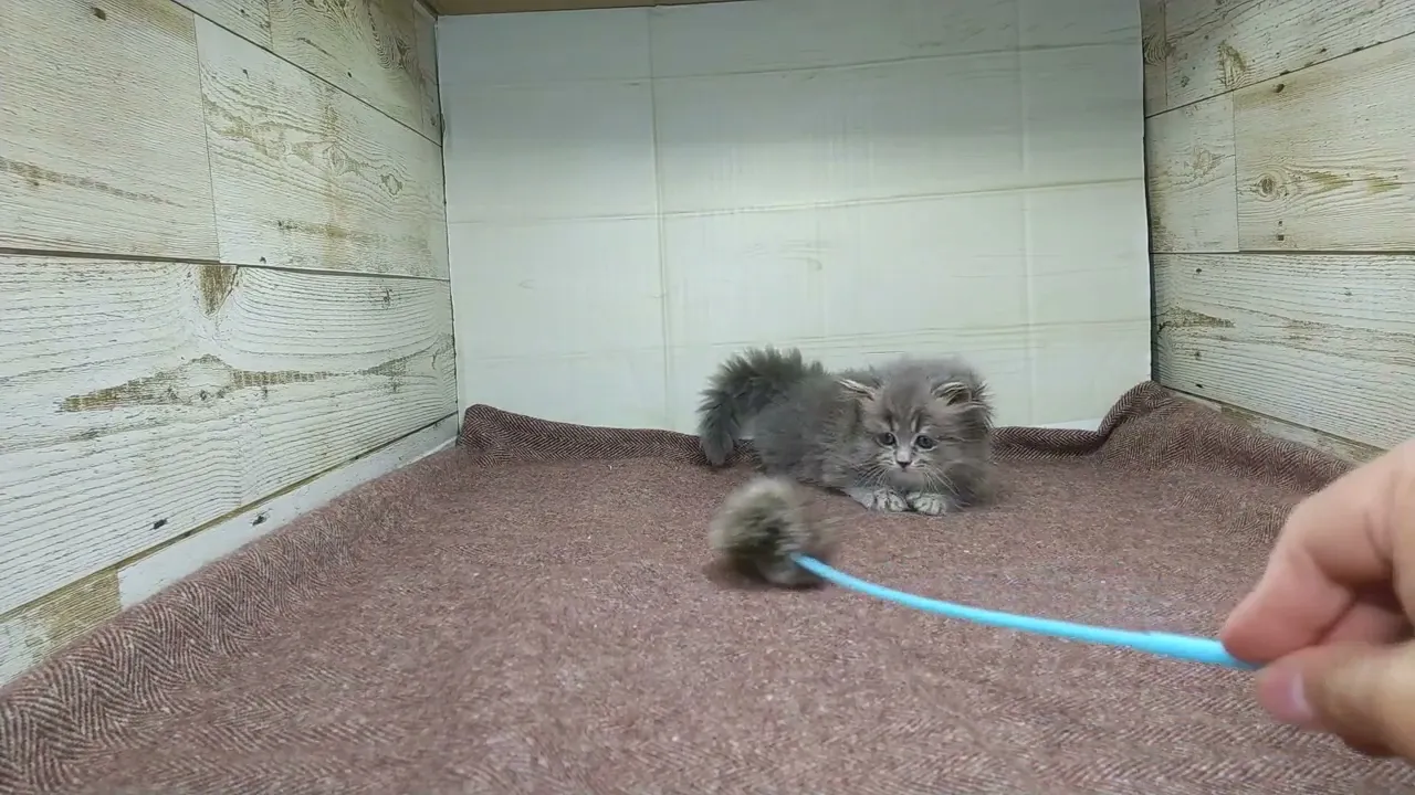 動画
