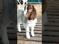 Suara Anak Kambing Saya #shorts #viral #kambinglucu
