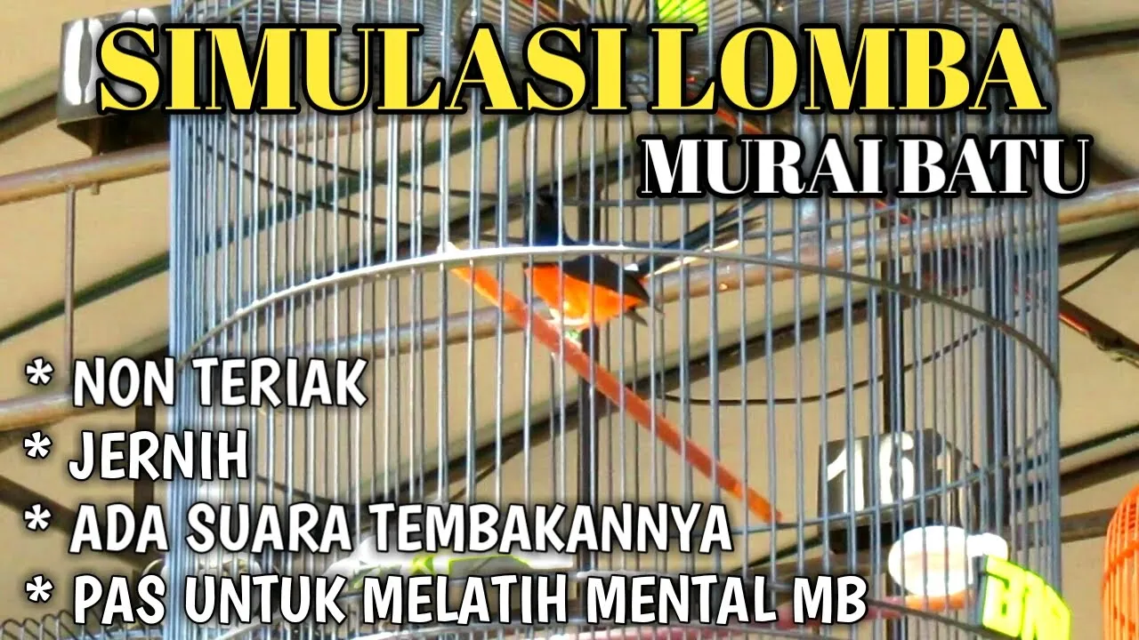 KICAU MURAI BATU | MEMANCING BUNYI MURAI BATU LAIN