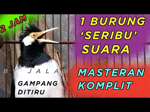 Download MP3 2JAM DIREKOMENDASIKAN untuk tambahan isian jalak suren anda YANG KURANG VARIASI, Masteran Full Isian