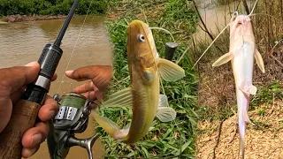 Today I caught another catfish in the canal
