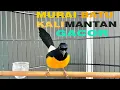 Download Lagu Murai Batu Kalimantan Cocok Buat Pancingan Full Satu Jam