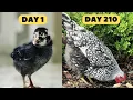 Download Lagu Silver Laced Wyandotte Chickens Growth Day by Day | Chicken Growth Time Lapse | Chicken Time Lapse
