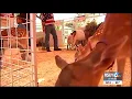 Petting zoos fairs emphasize hygiene after children sickened by E coli