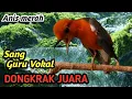Lagu “Forest Stream Power Therapy: Kunci Anis Merah Mental Petarung \u0026 Gacor Panjang