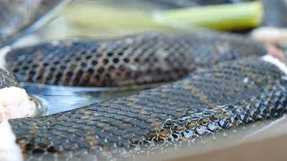 Big Snake Cooking New Video - Wilderness Food