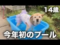 Download Lagu 危険な暑さ...コロちゃんとプール開きしました