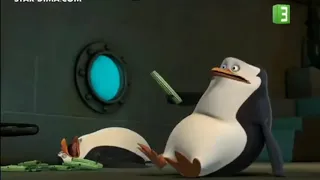 بطاريق مدغشقر حلقه الڤيورو 