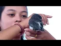 Download Lagu Burung Kekep Babi Si Cerdas Yang Suka Disayang | SI OTAN