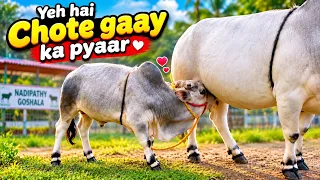 Yeh Hai Chote Gaay Ka Pyaar | Tiny Calf Drinking Milk at Nadipathy Goshala