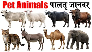 25 Domestic Animals Name in English and Hindi | 25 पालतू जानवरों के नाम | Pet Animals for Kids