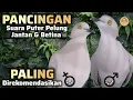 Download Lagu PUTER PELUNG BETINA SUARA PANJANG MEMANGGIL JANTAN GACOR BUAT PANCINGAN ‼️