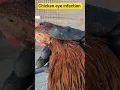chicken eye infection used Terramycin