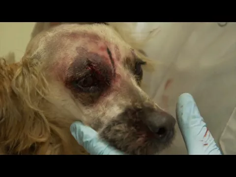 refuge animal anglo