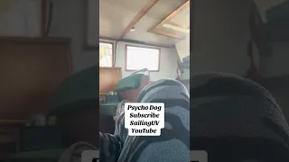 #fyp #dream #pets #doberman #sailing