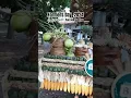 Farmers Day 2024 Float Parade Lacong San Gabriel Elyu