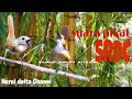 Download Lagu Suara pikat burung SRDC,(sikatan rimba dada coklat)
