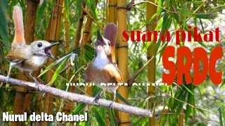 Download Suara pikat burung SRDC,(sikatan rimba dada coklat) MP3