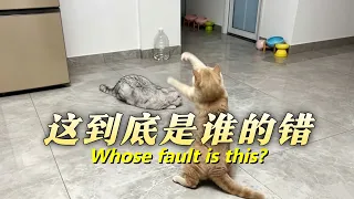 【#乔巴日记 】大家帮我看看这到底是谁的错… Everyone, please help me figure out whose fault this is...