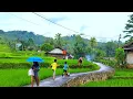 Lagu Damai Kehidupan Di Desa Langkah Kecil di Sawah Hijau , Sore Rintik Hujan terasa syahdu