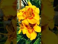 Download Lagu nasib bunga-nurhalimah #shorts #viral #ytshorts