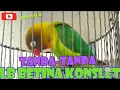 Download Lagu PERHATIKAN TANDA-TANDANYA !!! lb betina konslet