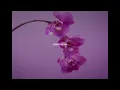 Download Lagu Mishe Mesh – Orchids [Prod. by Prodmonal] (Offiicial Music Video)