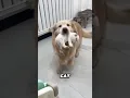 This Golden Retriever helps mother cat take care of her kittens ❤️
