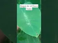 Download Lagu Penampakan Bagai Air di Daun Talas 😂