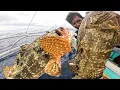 Download Lagu Maslalong Naglakihan Ang Grouper sa Lugar Na'to!