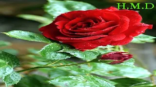 خالد سليم     بلاش الملامة دندنها