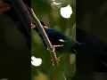 Download Lagu Suara Alami Burung Beo ternyata seperti ini