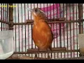 Download Lagu Burung pelanduk topi hitam