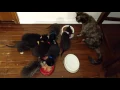 Everyone Eats Together So noisy